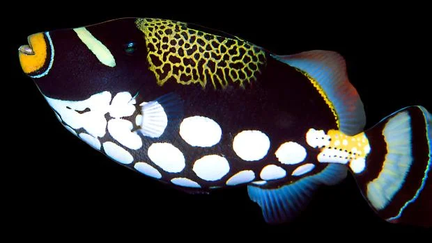 Balistoides conspicilium (Clown Triggerfish) - Saldi Straordinari – Offerte Speciali Disponibili Adesso - titan balistoide