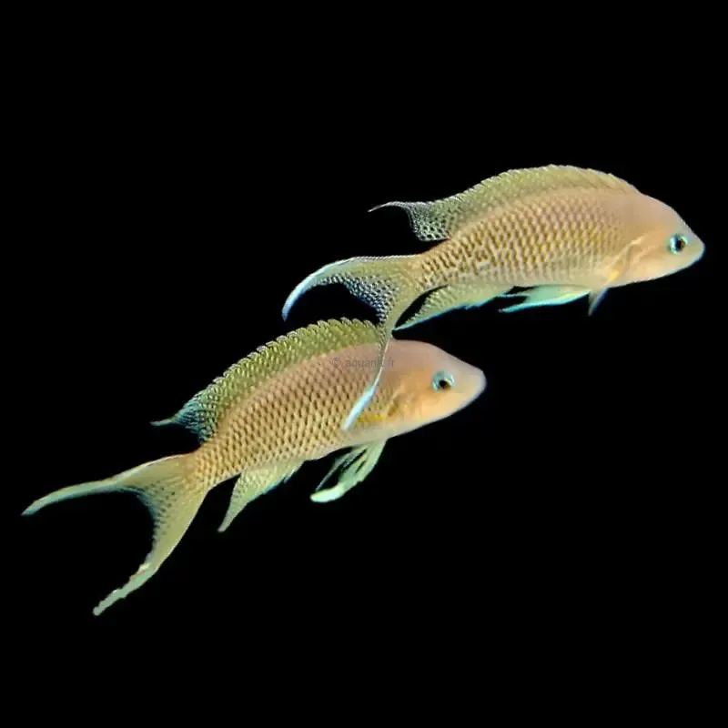 Neolamprologus sp. Princesse Lyamembe Nkwasi Point Island - ​Drones Professionnels & Grand Public | Boutique Française​ Disney Store Official Ensemble de Figurines Princesses, 9 pièces, avec  Cendrillon, Belle, Raiponce, Vaiana, Asha, Tiana, Ariel, Mirabel, Elsa,  Collection Once Upon